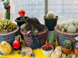 ต้นไม้เล็ก ๆ “แคคตัส” จากงานอดิเรกที่รักกับการต่อยอดสู่ธุรกิจพันธุ์ไม้ยอดฮิต